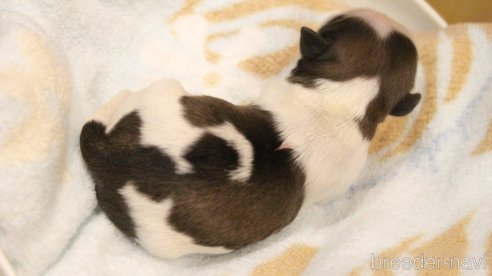 成約済の愛知県のシーズー-275607の84枚目