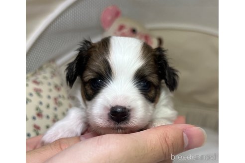成約済の埼玉県のパピヨン-272645の15枚目