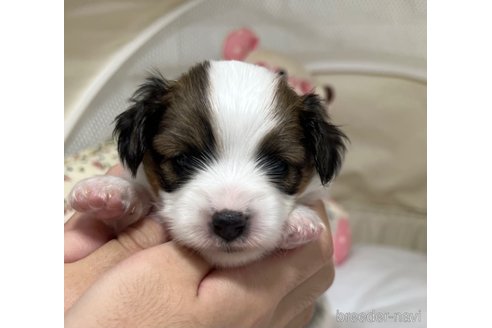 成約済の埼玉県のパピヨン-272645の14枚目
