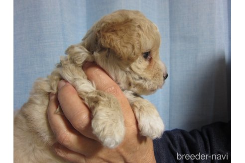 成約済の福岡県のミックス犬-275683の8枚目