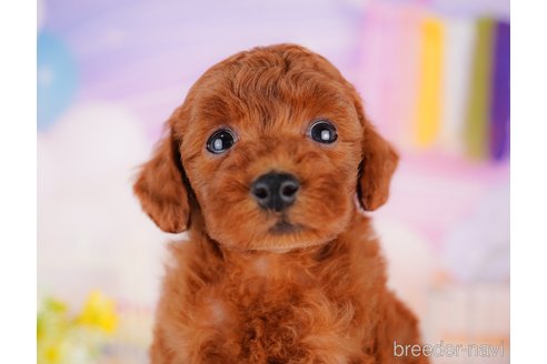 成約済の千葉県のトイプードル-275693の5枚目