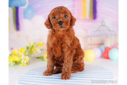 成約済の千葉県のトイプードル-275693の6枚目