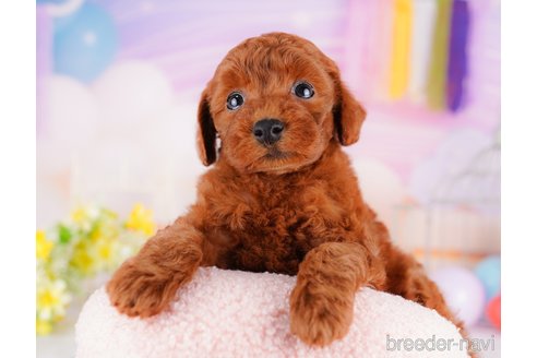 成約済の千葉県のトイプードル-275693の4枚目