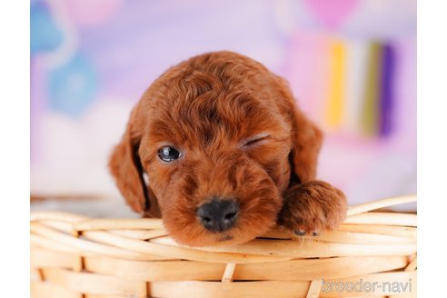 成約済の千葉県のトイプードル-275693の3枚目