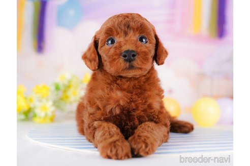 成約済の千葉県のトイプードル-275693の1枚目