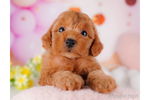 成約済の千葉県のトイプードル-275694の6枚目