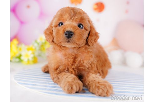 成約済の千葉県のトイプードル-275694の1枚目