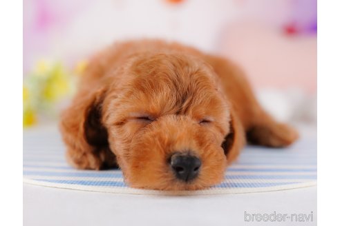 成約済の千葉県のトイプードル-275694の3枚目