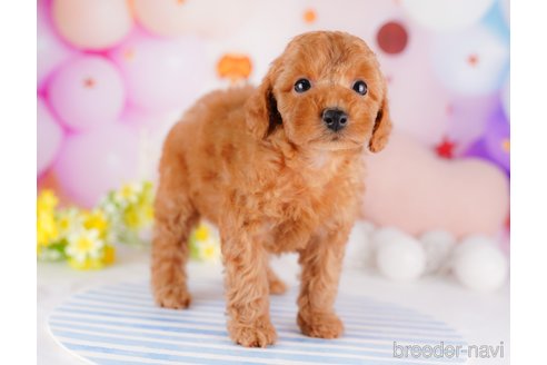 成約済の千葉県のトイプードル-275694の4枚目