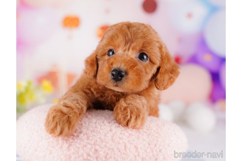 成約済の千葉県のトイプードル-275694の5枚目