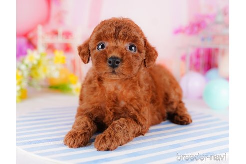 成約済の千葉県のトイプードル-275695