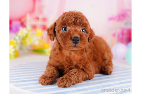 成約済の千葉県のトイプードル-275695の5枚目