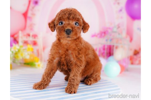 成約済の千葉県のトイプードル-275695の4枚目