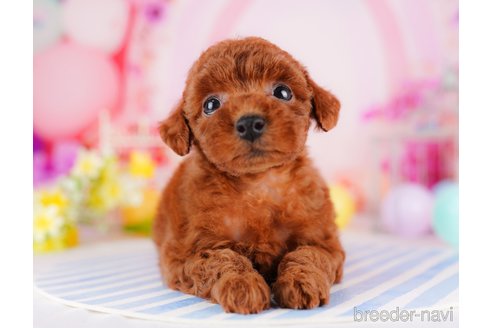 成約済の千葉県のトイプードル-275695の3枚目