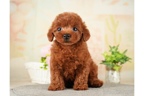 成約済の千葉県のトイプードル-275709の13枚目