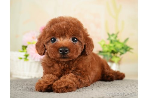 成約済の千葉県のトイプードル-275709の16枚目