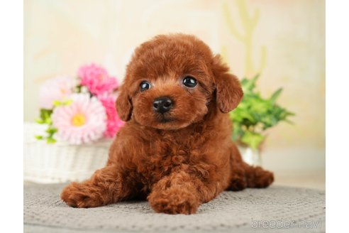 成約済の千葉県のトイプードル-275709の17枚目