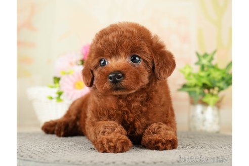 成約済の千葉県のトイプードル-275709の15枚目