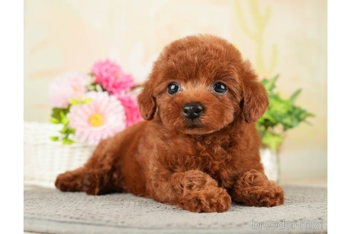 成約済の千葉県のトイプードル-275709の14枚目