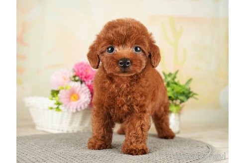 成約済の千葉県のトイプードル-275709の12枚目