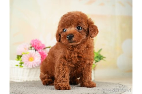 成約済の千葉県のトイプードル-275709の11枚目