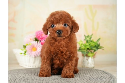 成約済の千葉県のトイプードル-275709の10枚目