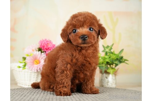 成約済の千葉県のトイプードル-275709の9枚目