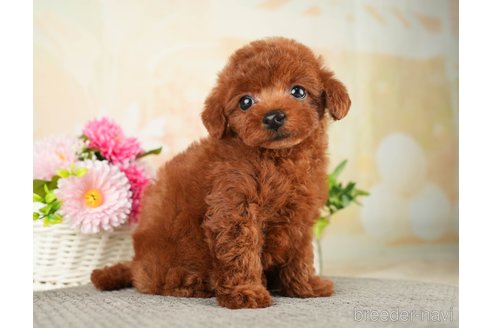 成約済の千葉県のトイプードル-275709の8枚目