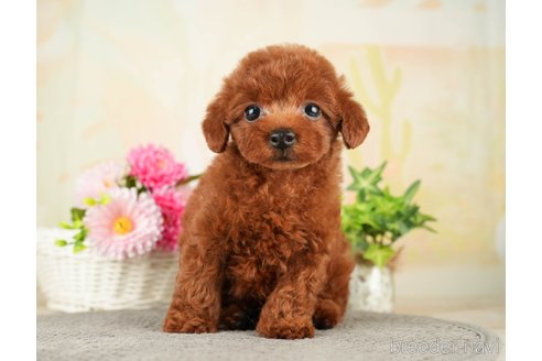 成約済の千葉県のトイプードル-275709の7枚目