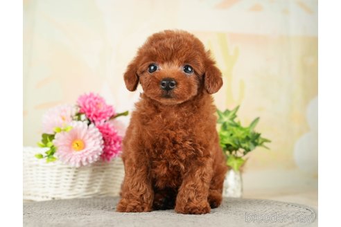 成約済の千葉県のトイプードル-275709の6枚目