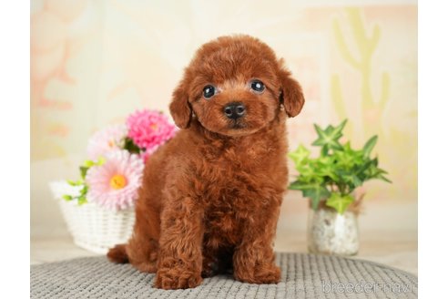 成約済の千葉県のトイプードル-275709の5枚目