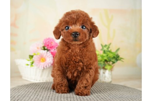 成約済の千葉県のトイプードル-275709の4枚目