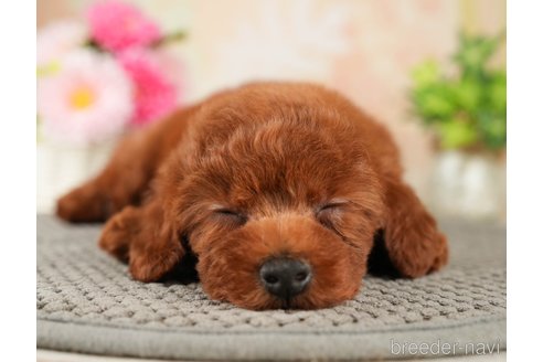 成約済の千葉県のトイプードル-275709の3枚目