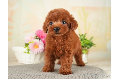 成約済の千葉県のトイプードル-275709の2枚目