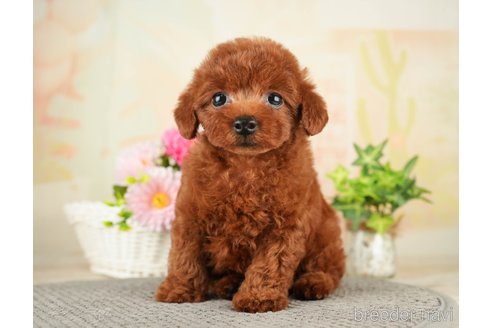 成約済の千葉県のトイプードル-275709の1枚目