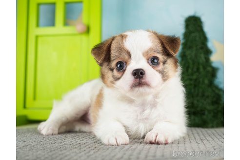 成約済の千葉県のチワワ(ロングコート)-275710の10枚目
