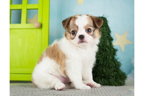 成約済の千葉県のチワワ(ロングコート)-275710の1枚目