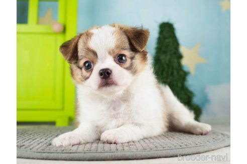 成約済の千葉県のチワワ(ロングコート)-275710の9枚目