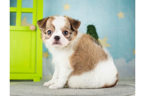 成約済の千葉県のチワワ(ロングコート)-275710の3枚目