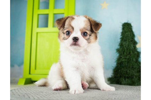 成約済の千葉県のチワワ(ロングコート)-275710の4枚目