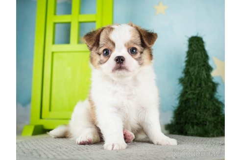 成約済の千葉県のチワワ(ロングコート)-275710の6枚目