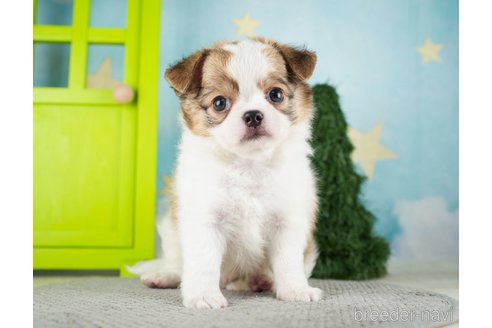 成約済の千葉県のチワワ(ロングコート)-275710の5枚目