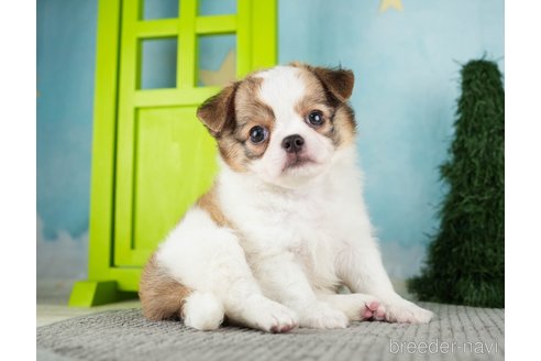 成約済の千葉県のチワワ(ロングコート)-275710の2枚目