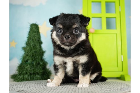成約済の千葉県のチワワ(ロングコート)-275711の1枚目
