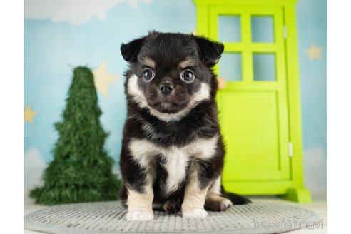 成約済の千葉県のチワワ(ロングコート)-275711の7枚目