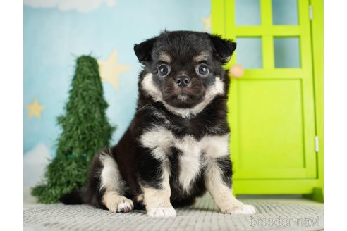 成約済の千葉県のチワワ(ロングコート)-275711の8枚目