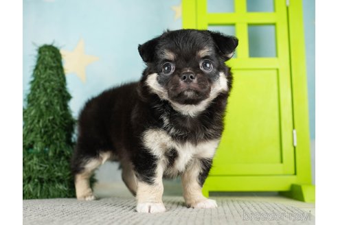 成約済の千葉県のチワワ(ロングコート)-275711の9枚目