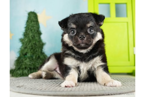 成約済の千葉県のチワワ(ロングコート)-275711の5枚目