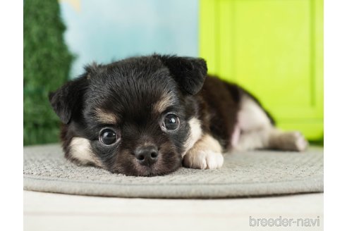成約済の千葉県のチワワ(ロングコート)-275711の4枚目