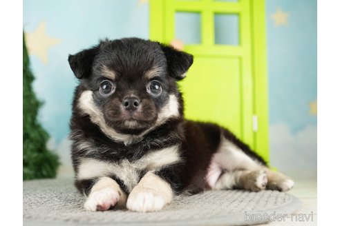 成約済の千葉県のチワワ(ロングコート)-275711の2枚目